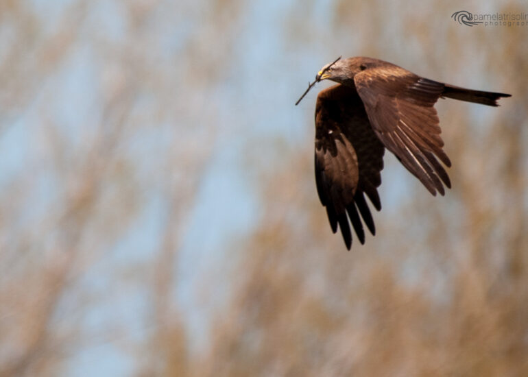 corso base di fotografia naturalistica
