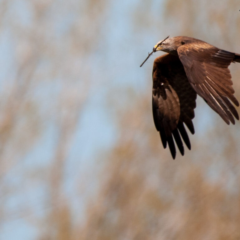 corso base di fotografia naturalistica