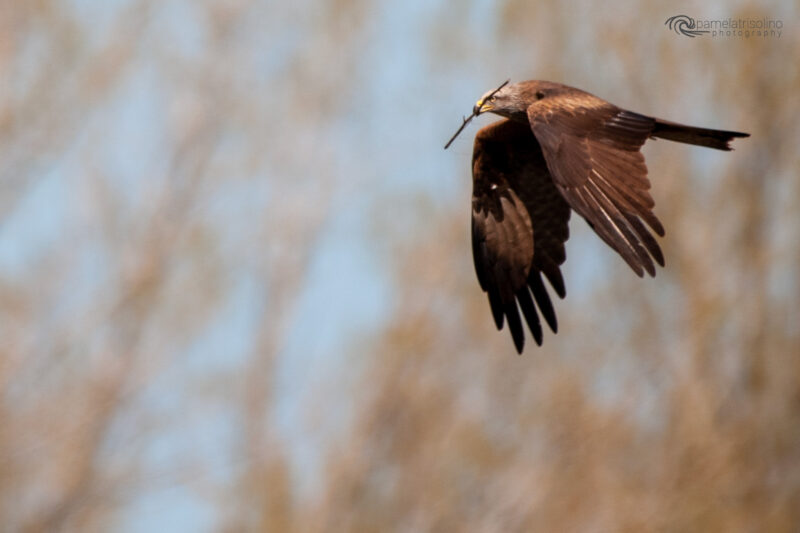 corso base di fotografia naturalistica